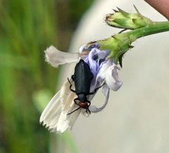 Epicauta atrata