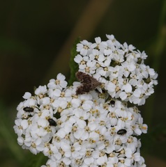 Anthophila fabriciana