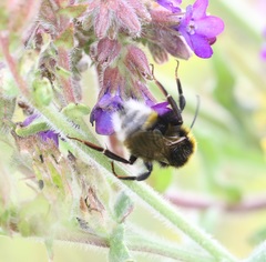 Bombus vestalis