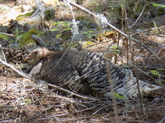 Meleagris gallopavo mexicana