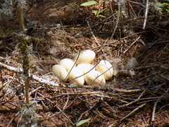 Meleagris gallopavo mexicana