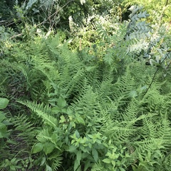 Dennstaedtia punctilobula