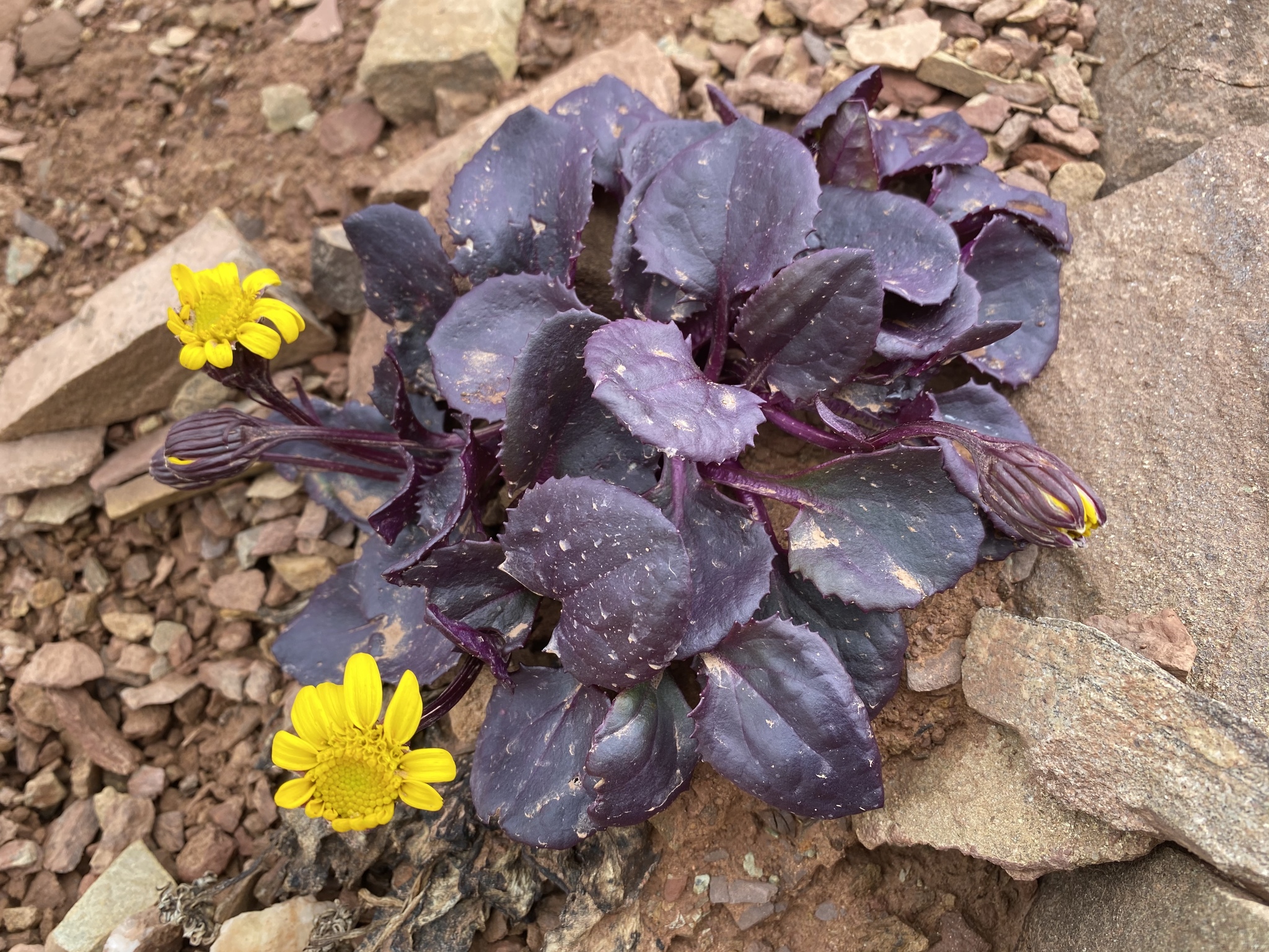 Senecio soldanella