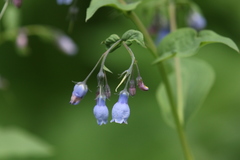 Mertensia paniculata