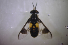 Chrysops callidus
