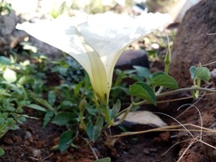 Ipomoea hartwegii