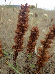 Orobanche foetida