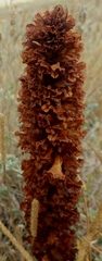 Orobanche foetida