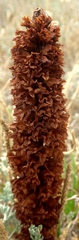 Orobanche foetida