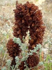 Orobanche foetida