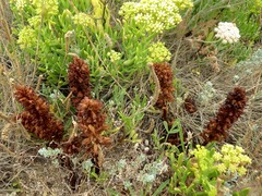 Orobanche foetida