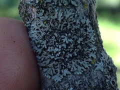 Phaeophyscia hirtella