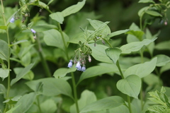 Mertensia paniculata