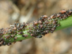 Metopeurum fuscoviride