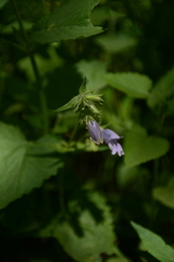 Penstemon whippleanus