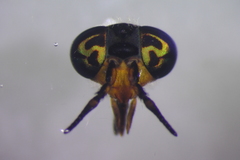 Chrysops callidus