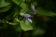 Penstemon whippleanus