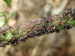 Metopeurum fuscoviride