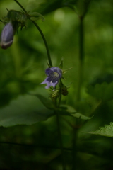 Penstemon whippleanus