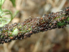 Metopeurum fuscoviride