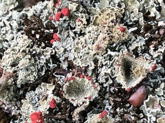 Cladonia coccifera