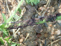 Metopeurum fuscoviride