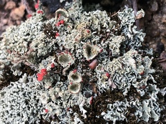 Cladonia coccifera