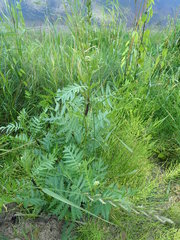 Metopeurum fuscoviride