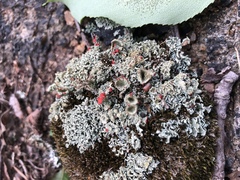 Cladonia coccifera