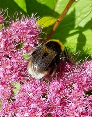 Bombus subterraneus