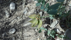 Astragalus beckwithii