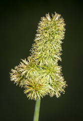 Cyperus ligularis