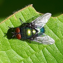 Lucilia illustris