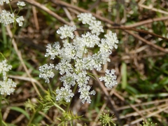 Ammi
