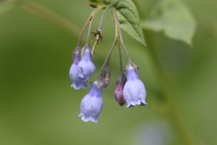 Mertensia paniculata