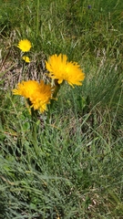 Hypochaeris uniflora