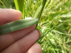 Phleum pratense