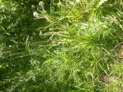Phleum pratense