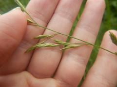 Lolium pratense
