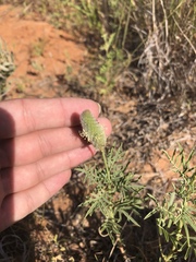 Dalea cylindriceps