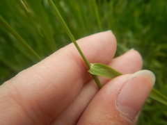 Lolium pratense