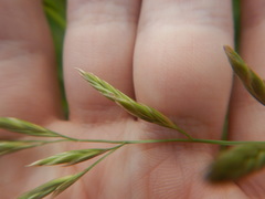 Lolium pratense