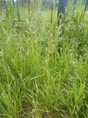 Lolium pratense