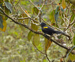 Cacicus chrysonotus