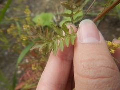 Rorippa palustris