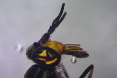 Chrysops callidus