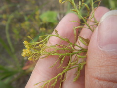 Rorippa palustris