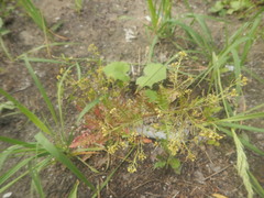 Rorippa palustris