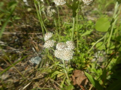 Antennaria dioica