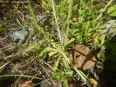 Antennaria dioica